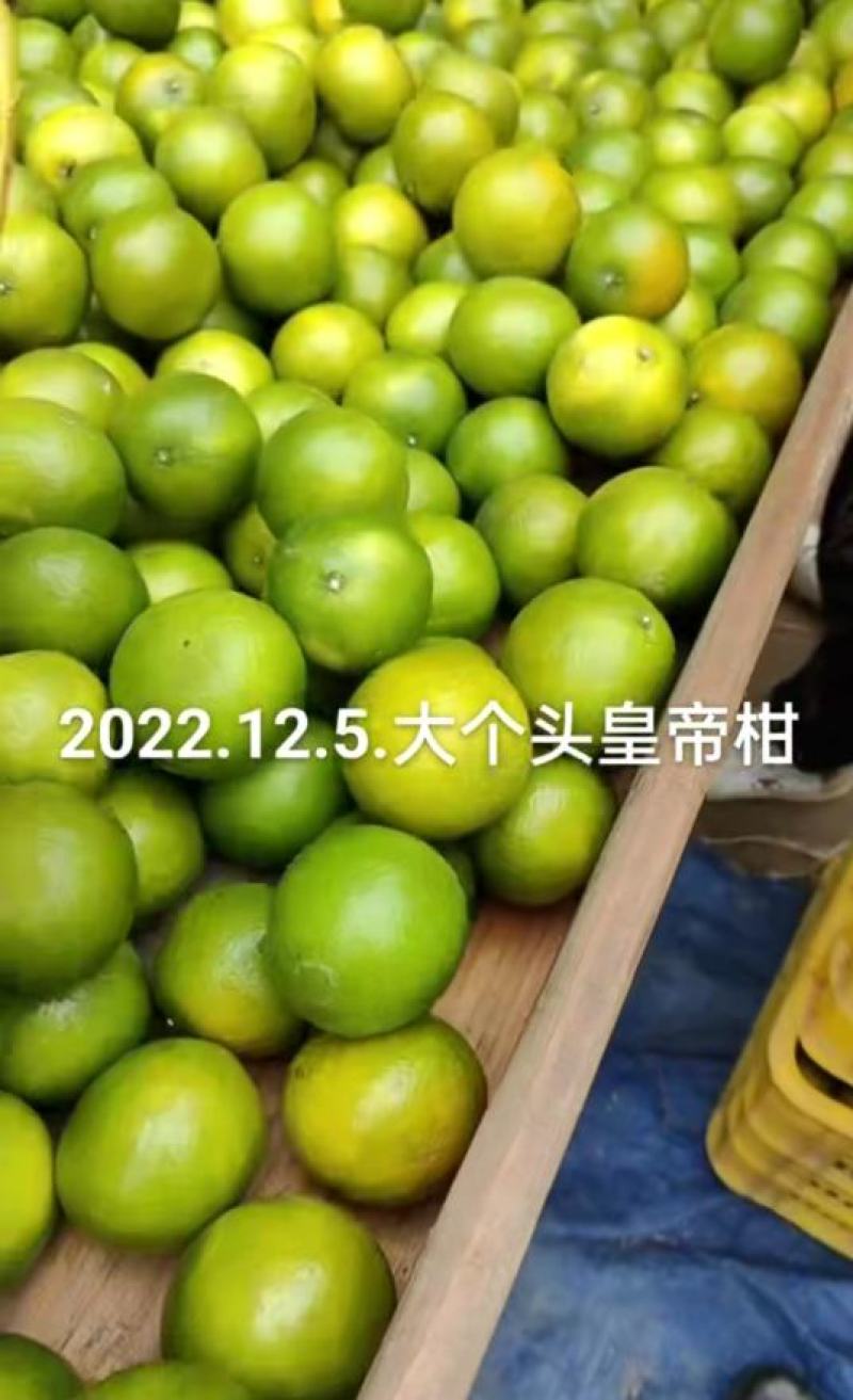 正宗皇帝柑新鲜贡柑大果当季水果甜橘砂糖桔沃柑产地