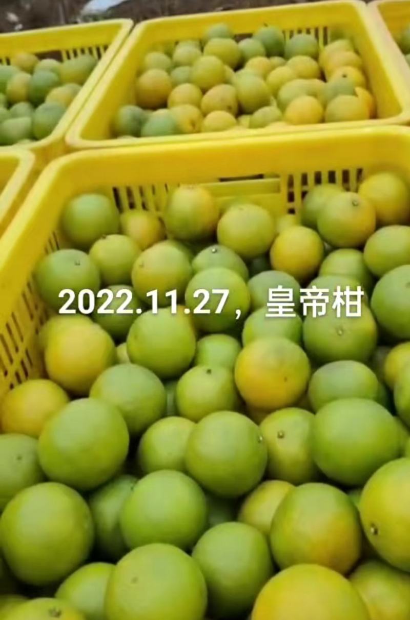 正宗皇帝柑新鲜贡柑大果当季水果甜橘砂糖桔沃柑产地