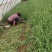 红根蒜苗基地直供各种规格上货快，发往全国各地。