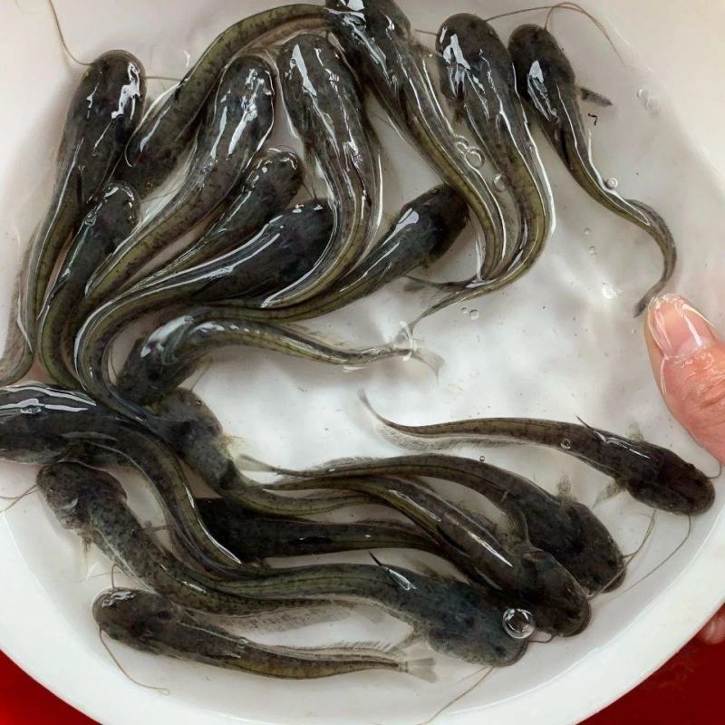 【南方大囗鲶鱼苗】大鲶河鲶，养殖周期短，渔场直供，全国发货