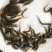 泥鳅鱼苗,青鳅苗,渔场直供,高产良种快大不钻泥活体