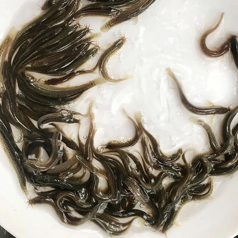 泥鳅鱼苗，青鳅苗，渔场直供，高产良种快大不钻泥活体