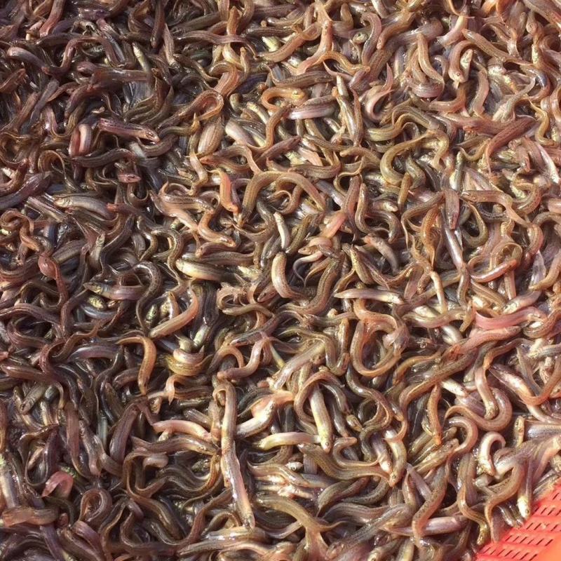 泥鳅鱼苗，青鳅苗，渔场直供，高产良种快大不钻泥活体
