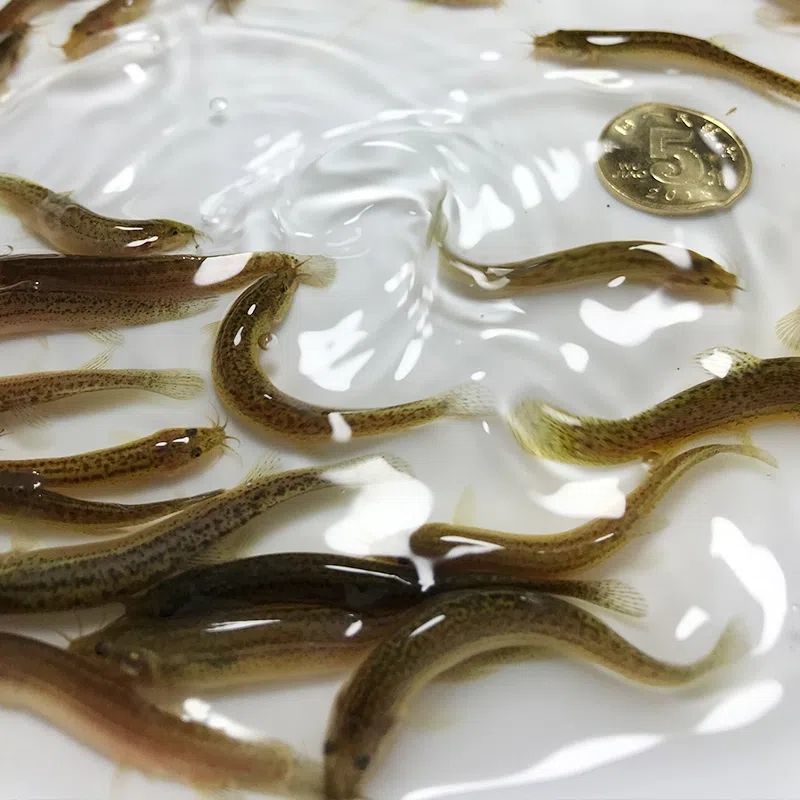 泥鳅鱼苗，青鳅苗，渔场直供，高产良种快大不钻泥活体