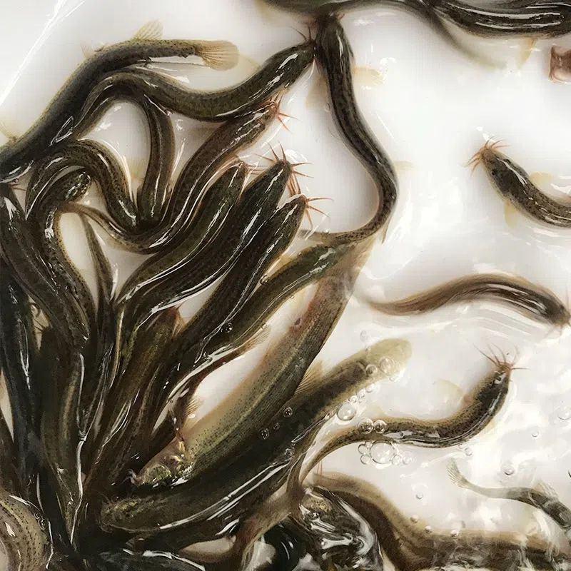 泥鳅鱼苗，青鳅苗，渔场直供，高产良种快大不钻泥活体