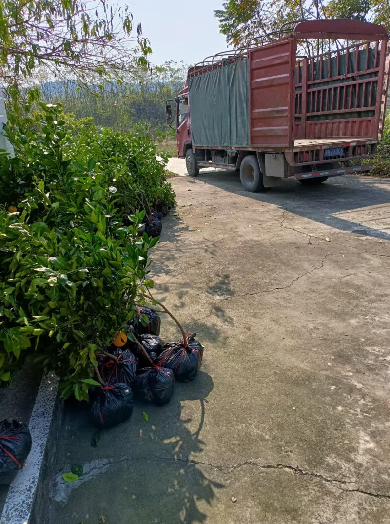 卡拉卡拉红肉脐橙苗，卡拉红心脐橙苗，品质保证欢迎来电