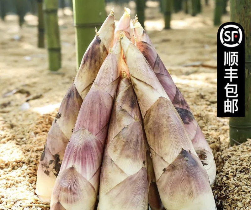 当季新鲜现挖雷笋浙江湖州武康雷笋整箱批发