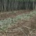青皮白玉甘蔗
