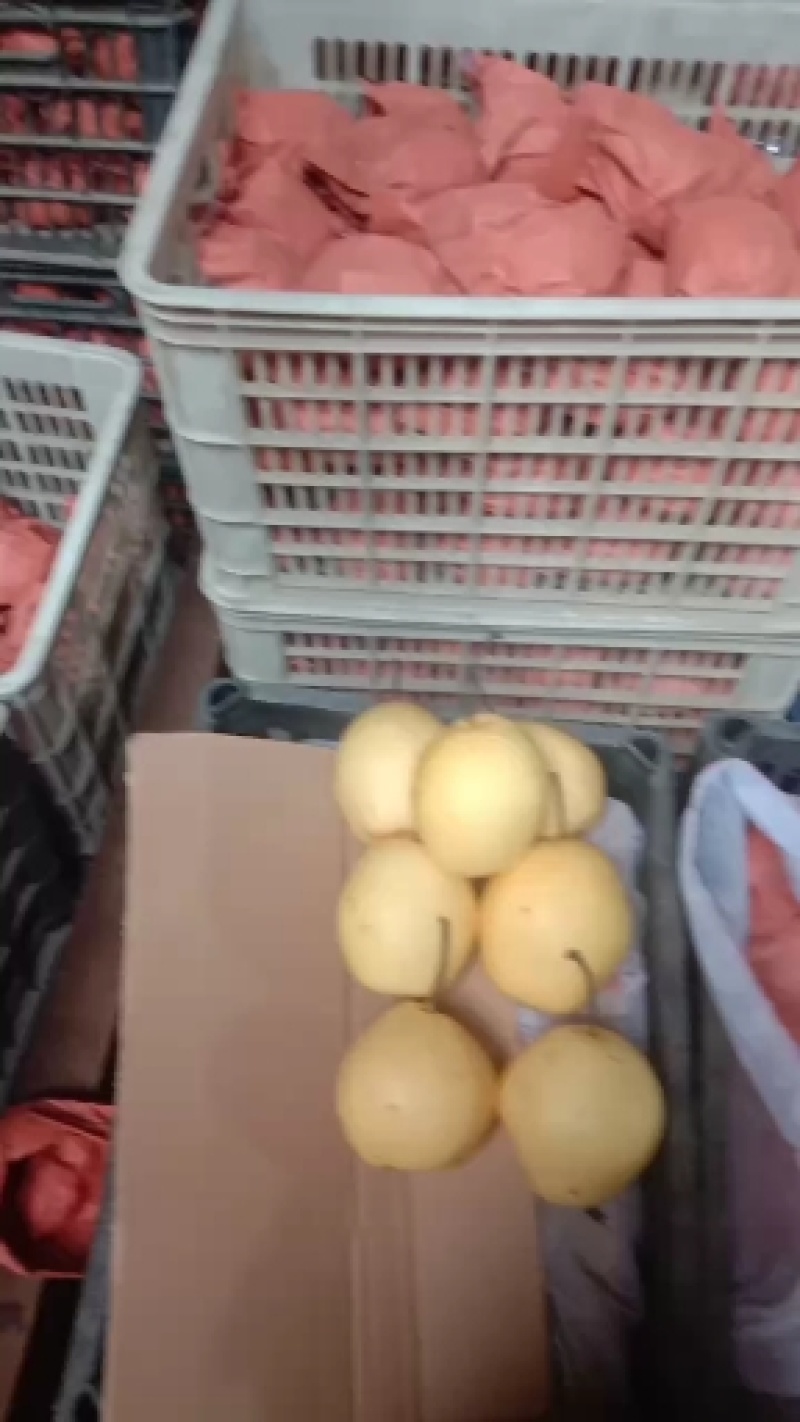 山西文水优质地窖酥梨，现在正在火热上市中，