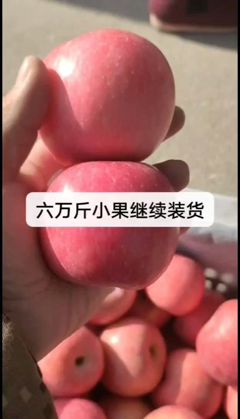 红富士苹果山东苹果脆甜多汁大量供应一手货源对接全国