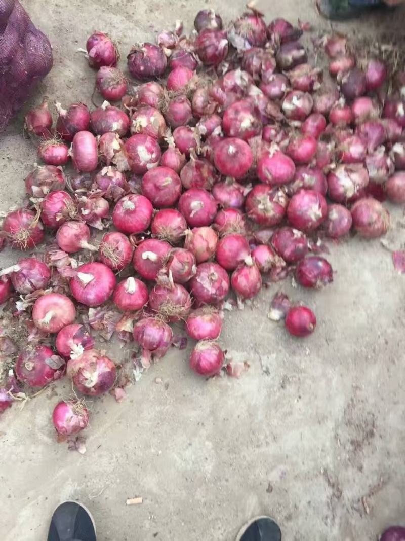 山东洋葱产地，紫皮洋葱，红皮洋葱，电商全国代发