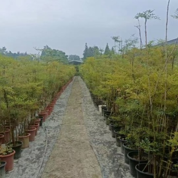 多年生下山桩及熟桩南天竹