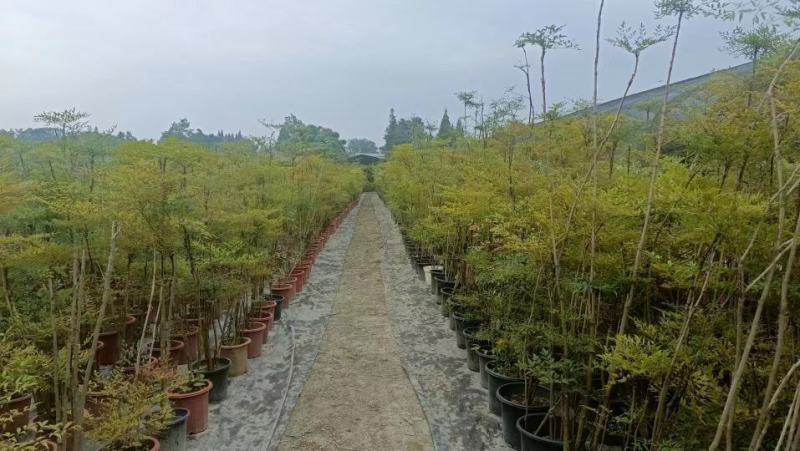 多年生下山桩及熟桩南天竹