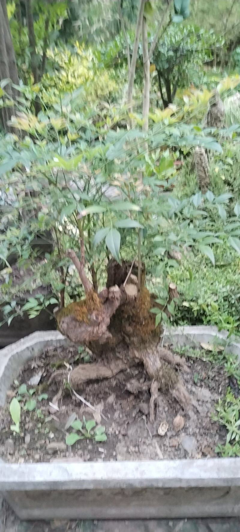 多年生下山桩及熟桩南天竹