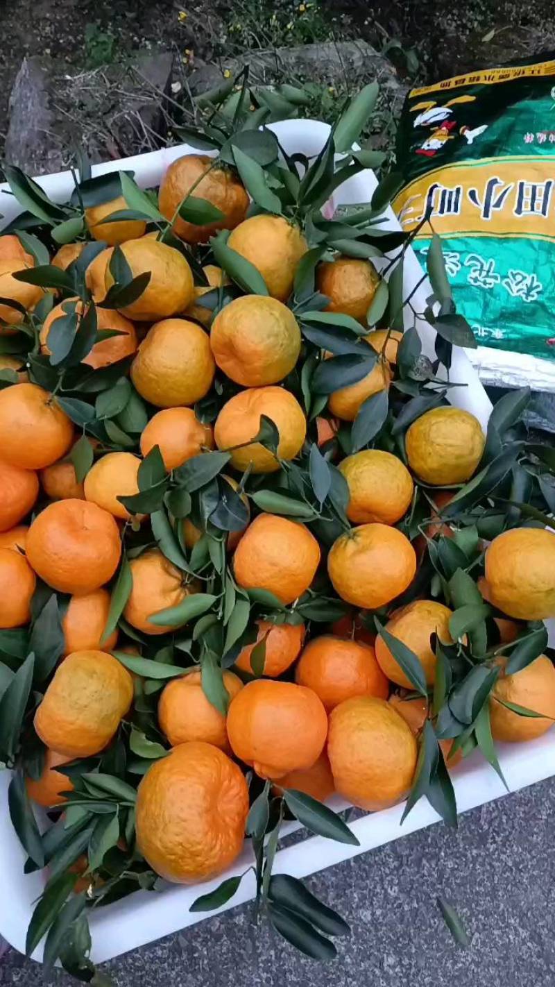 屏山碰柑一手货源，挂树鲜果，无差价无麻点现场视频看货订价