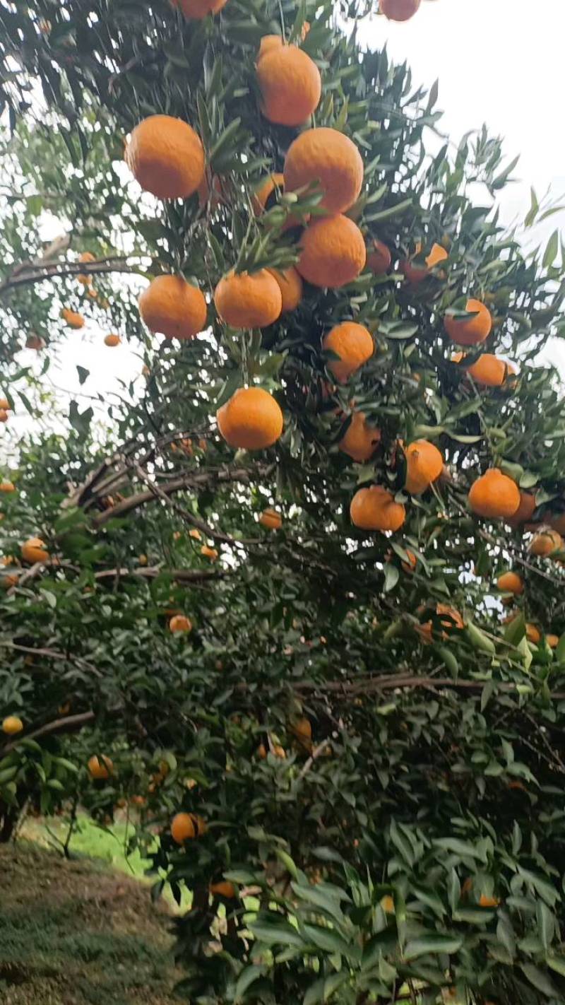 屏山碰柑一手货源，挂树鲜果，无差价无麻点现场视频看货订价