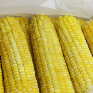 速冻玉米冻玉米熟冻甜糯整车发货散装箱装量大优惠