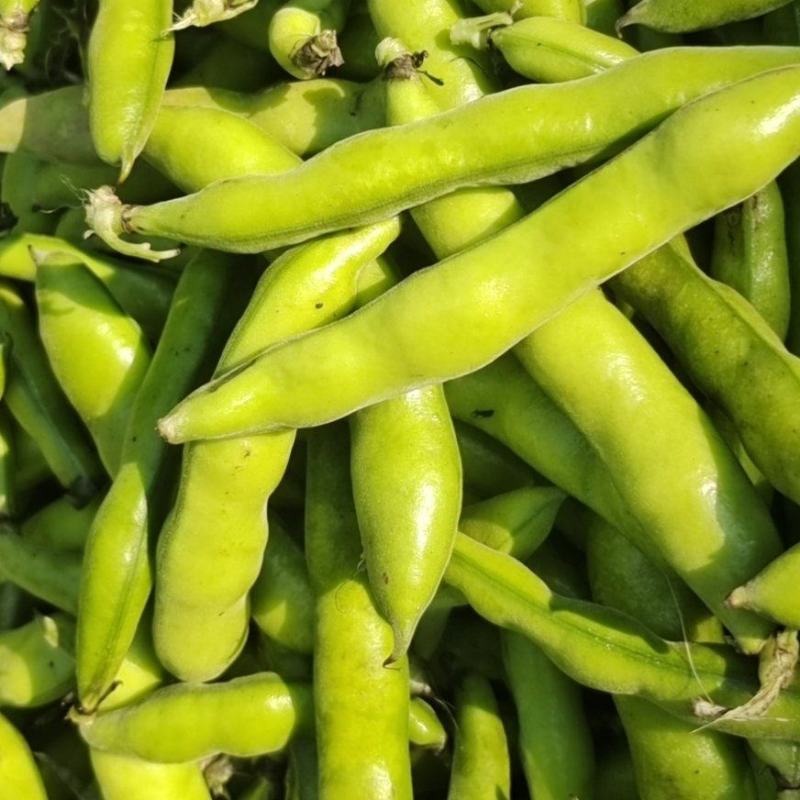 新鲜蚕豆，胡豆，大量上市，专业代办，带你做专业的事