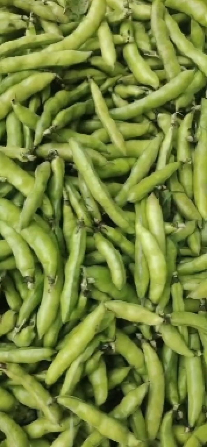 新鲜蚕豆，胡豆，大量上市，专业代办，带你做专业的事