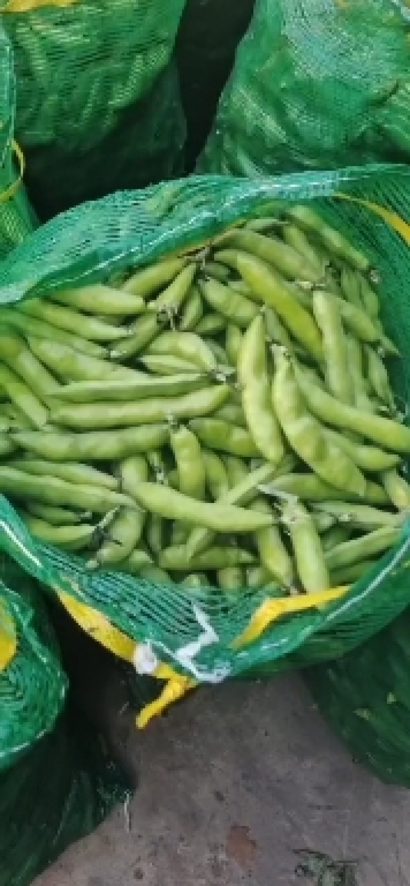 新鲜蚕豆，胡豆，大量上市，专业代办，带你做专业的事
