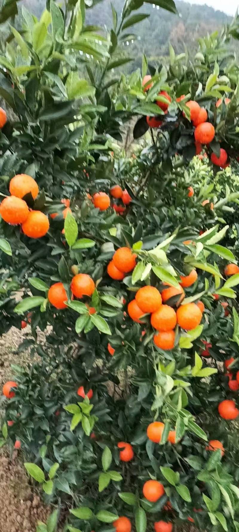 砂糖桔，皮薄色亮，产地供货，可视频看货：现货
