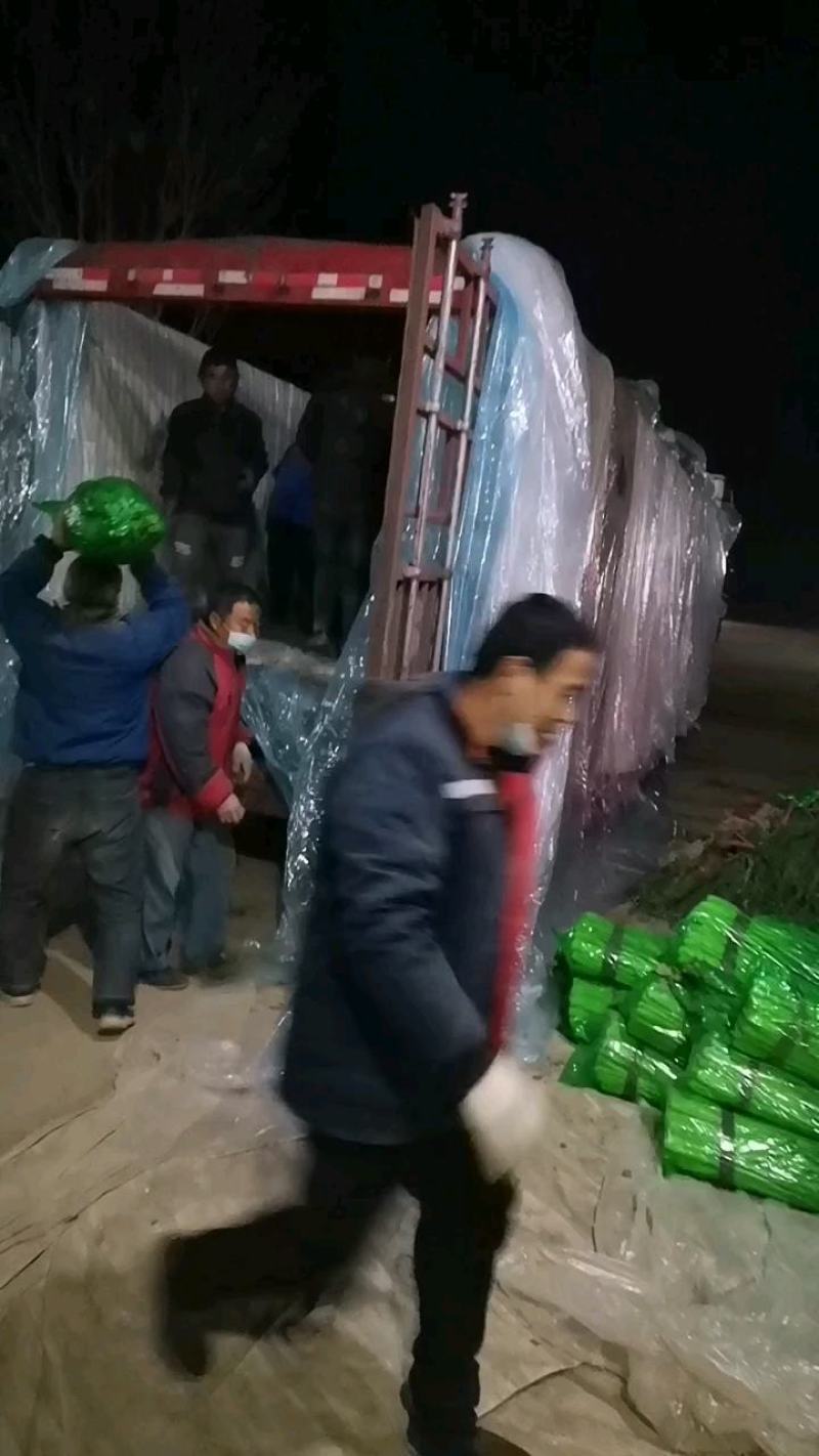 聊城市芹菜大量上市，一手货源，质量好价格低，支持各种包装