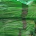 聊城市芹菜大量上市，一手货源，质量好价格低，支持各种包装