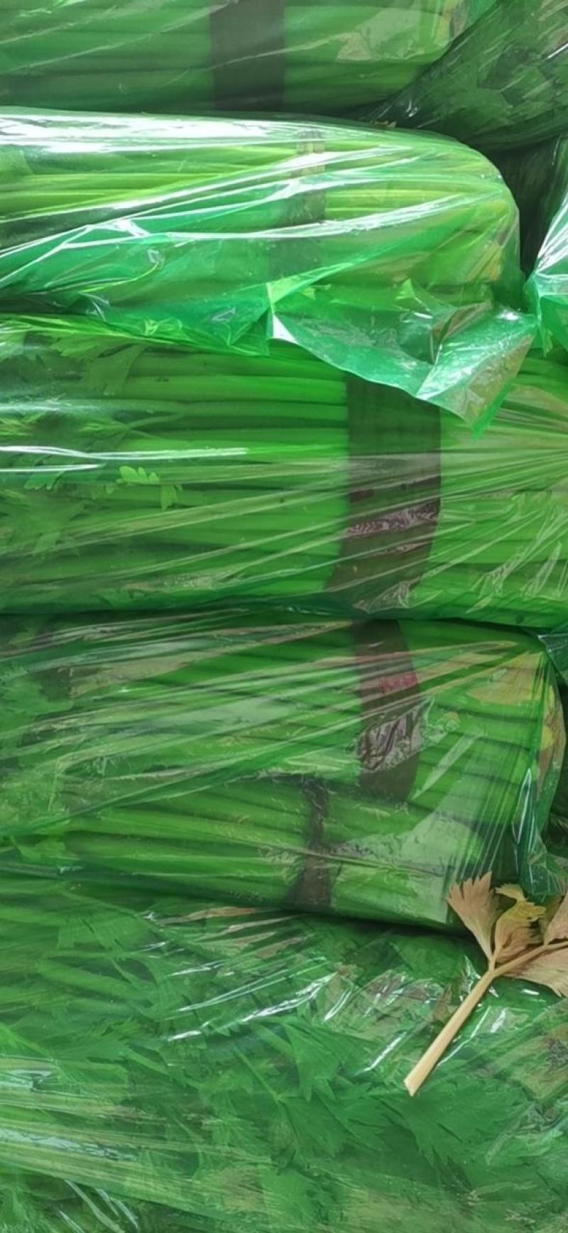 聊城市芹菜大量上市，一手货源，质量好价格低，支持各种包装