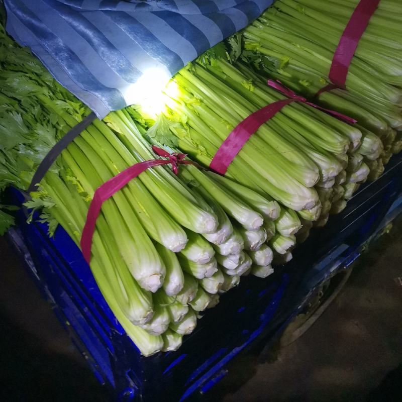 聊城市芹菜大量上市，一手货源，质量好价格低，支持各种包装