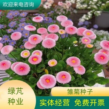小雏菊种子四季播种开花室内室外盆栽花卉好养易活花种子籽孑