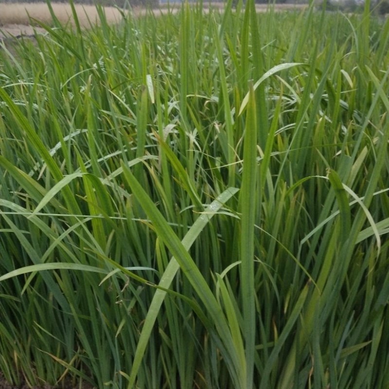 黄菖蒲地苗