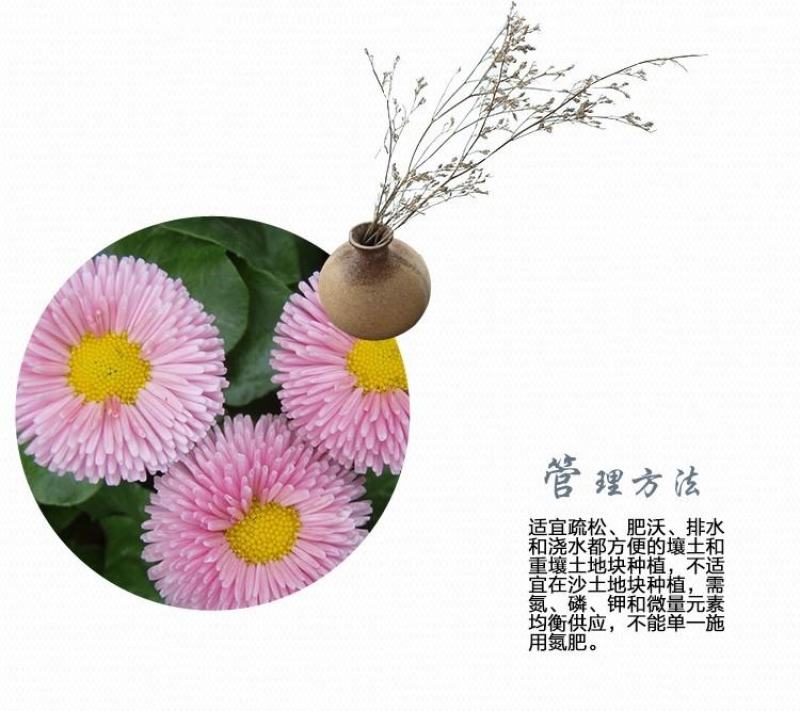 小雏菊种子四季播种开花室内室外盆栽花卉好养易活花种子籽孑