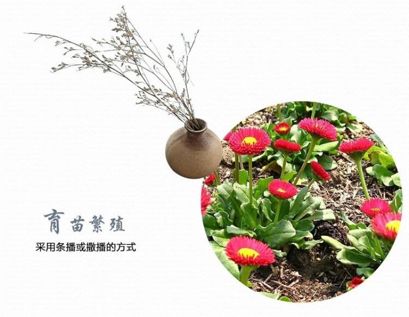 小雏菊种子四季播种开花室内室外盆栽花卉好养易活花种子籽孑