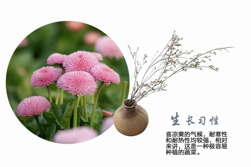 小雏菊种子四季播种开花室内室外盆栽花卉好养易活花种子籽孑