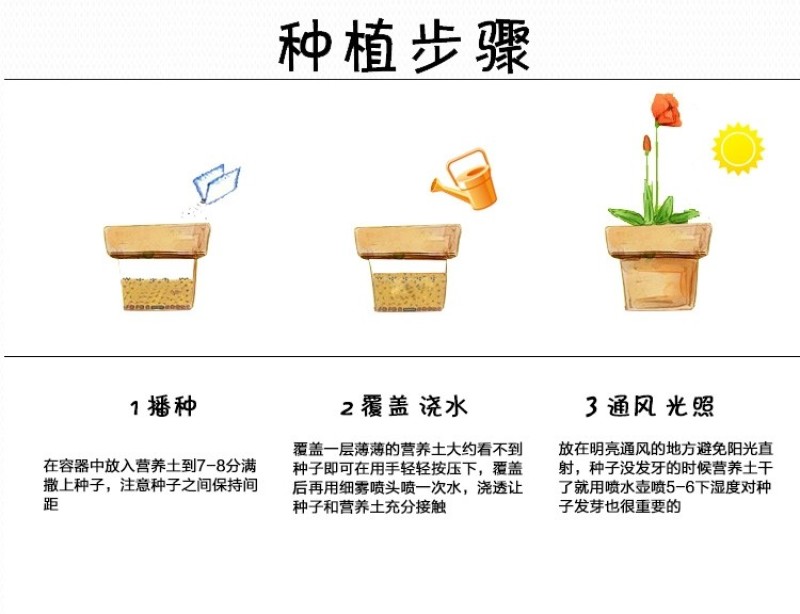 小雏菊种子四季播种开花室内室外盆栽花卉好养易活花种子籽孑