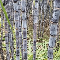 广东韶关甘蔗0.8