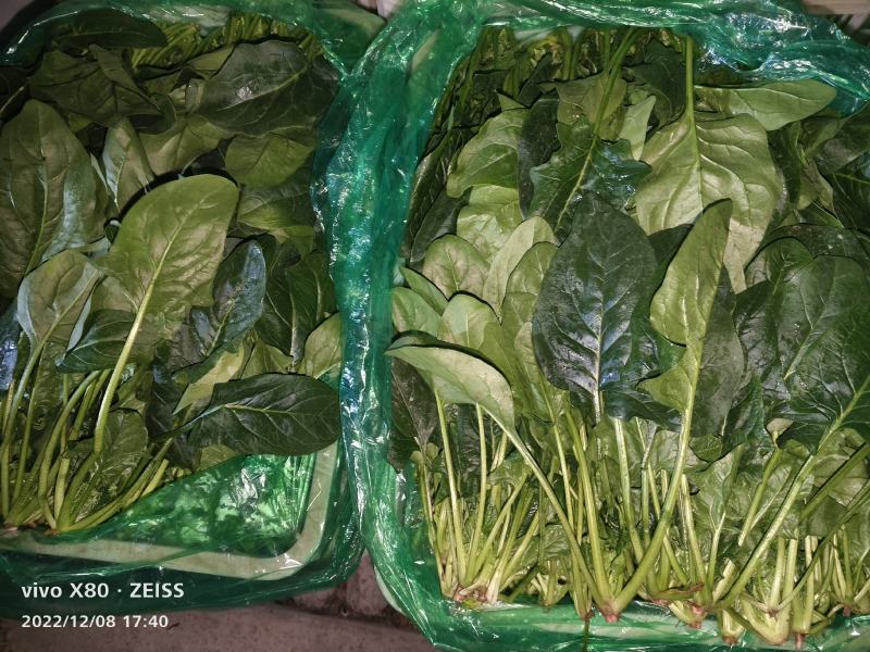 大叶菠菜大量供应，货源稳定，要的老板提前联系