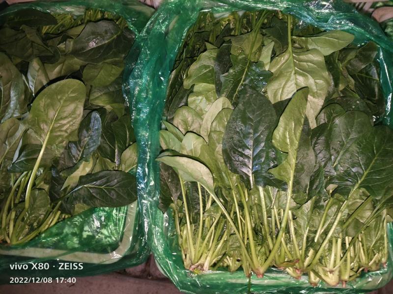 大叶菠菜大量供应，货源稳定，要的老板提前联系