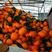 秭归纽荷尔脐橙，原产地直供，一手货源看园采果品质保证