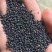 高含油江苏菜籽手工精选无杂质出油率高常年供应产地直发