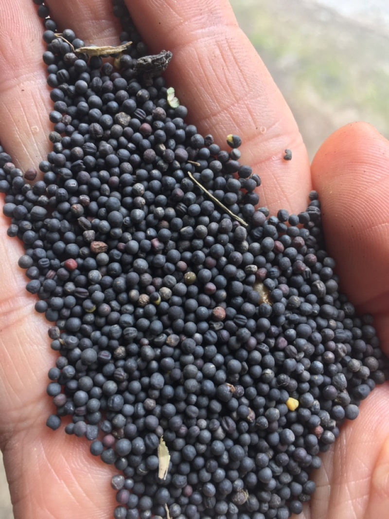 高含油江苏菜籽手工精选无杂质出油率高常年供应产地直发