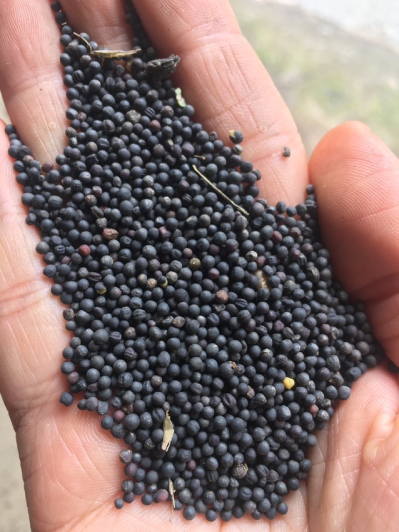 高含油江苏菜籽手工精选无杂质出油率高常年供应产地直发