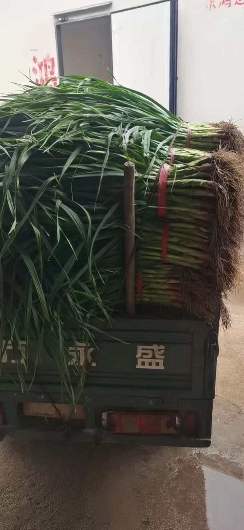 河北邯郸本地蒜苗大量现货供应可视频观看量大，从优