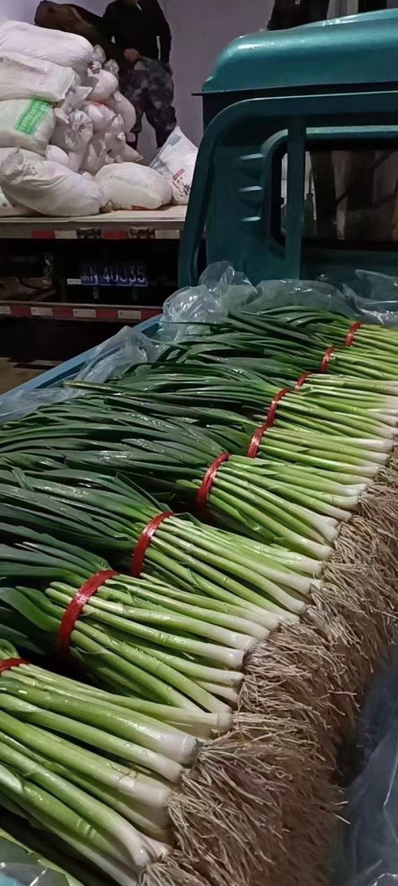 河北邯郸本地蒜苗大量现货供应可视频观看量大，从优
