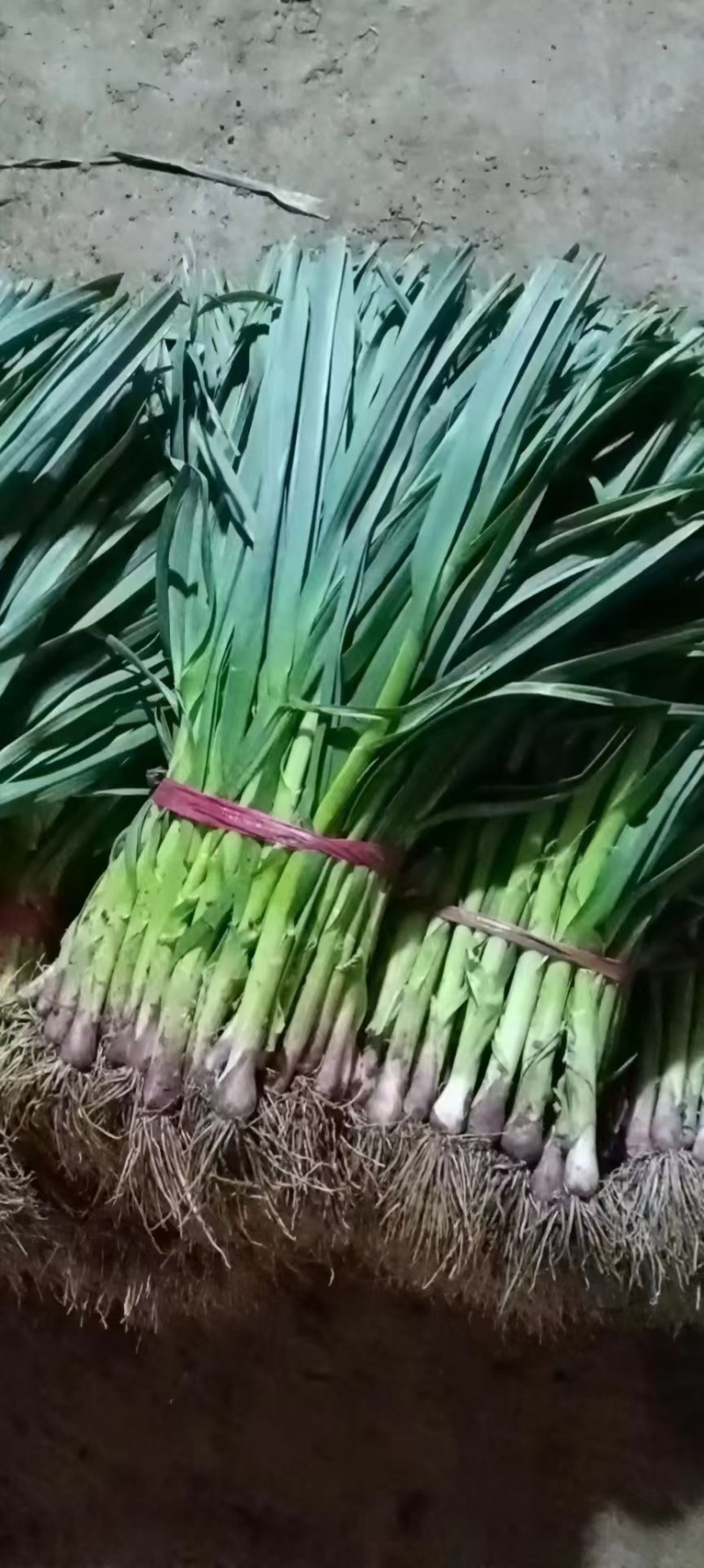 河北邯郸本地蒜苗大量现货供应可视频观看量大，从优