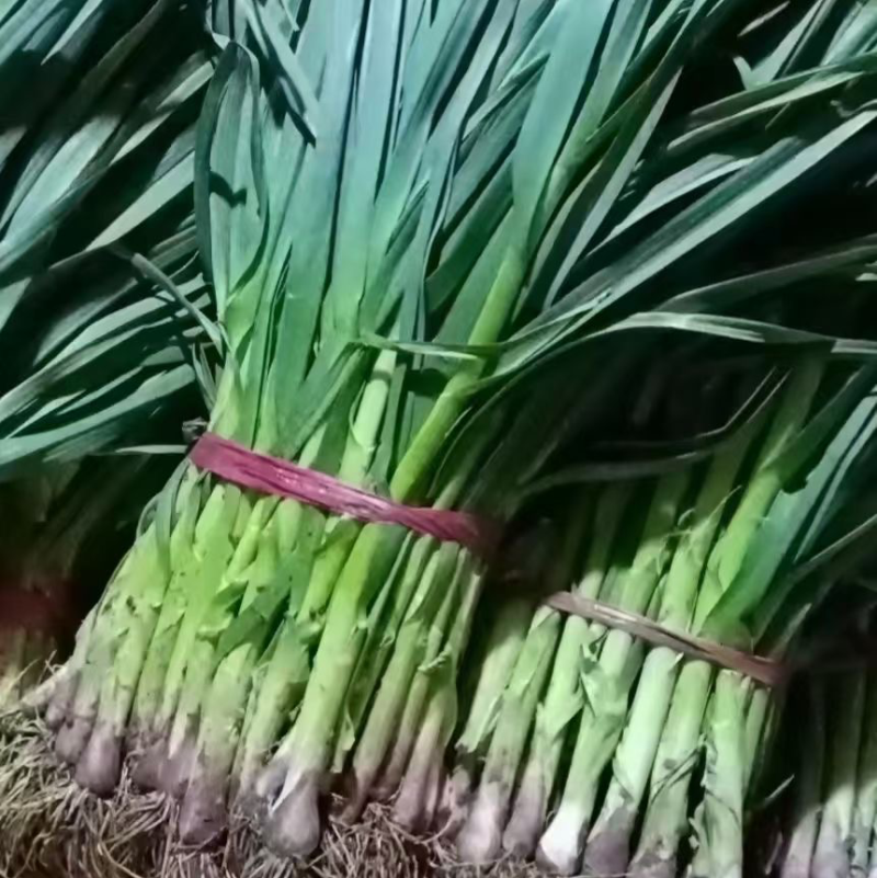 河北邯郸本地蒜苗大量现货供应可视频观看量大，从优