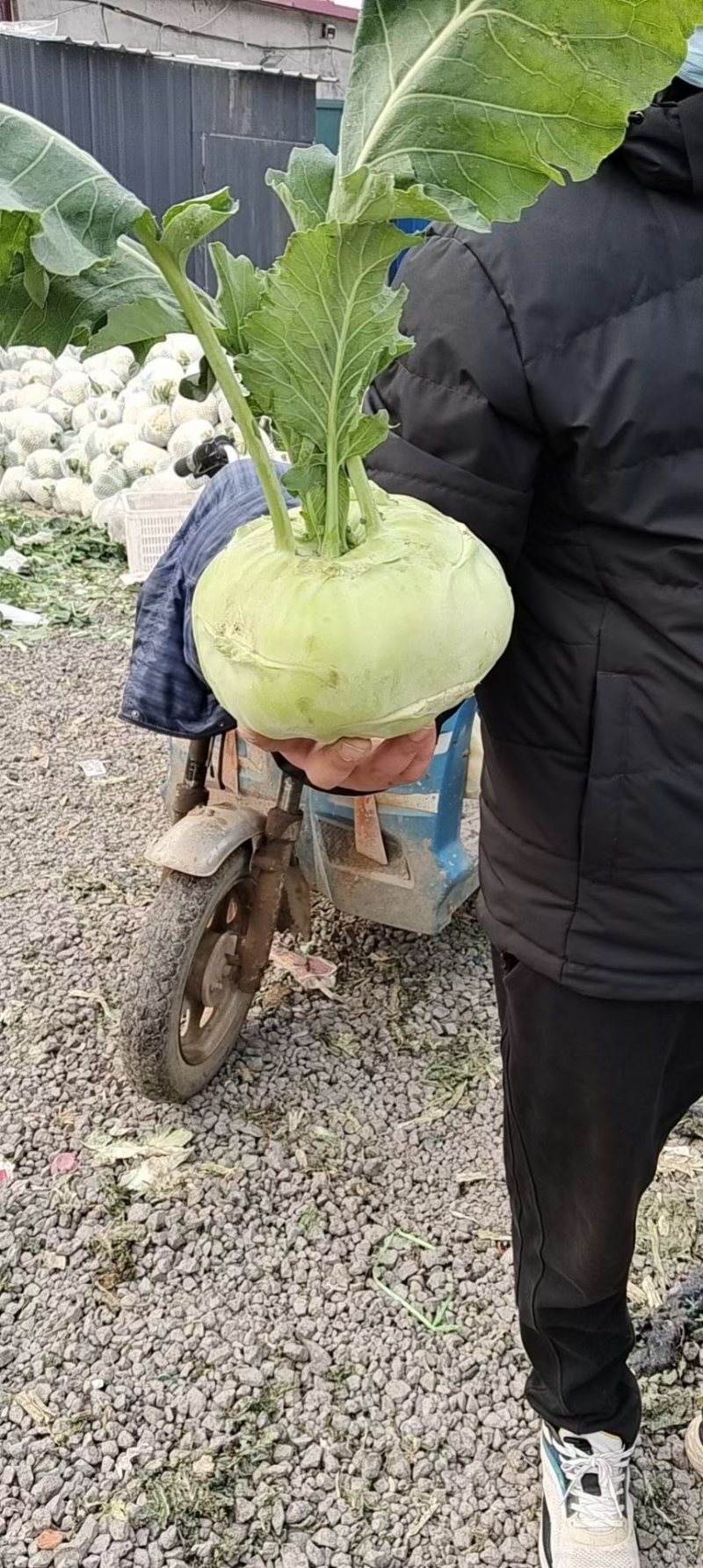 河北邯郸本地苤蓝大量现货供应可视频观看量大优惠