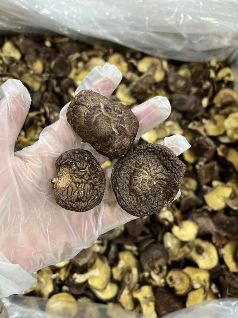 木头薄香菇野菇薄菇冬菇有形味香椴木香菇