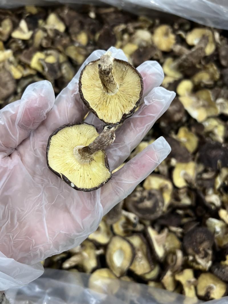 木头薄香菇野菇薄菇冬菇有形味香椴木香菇