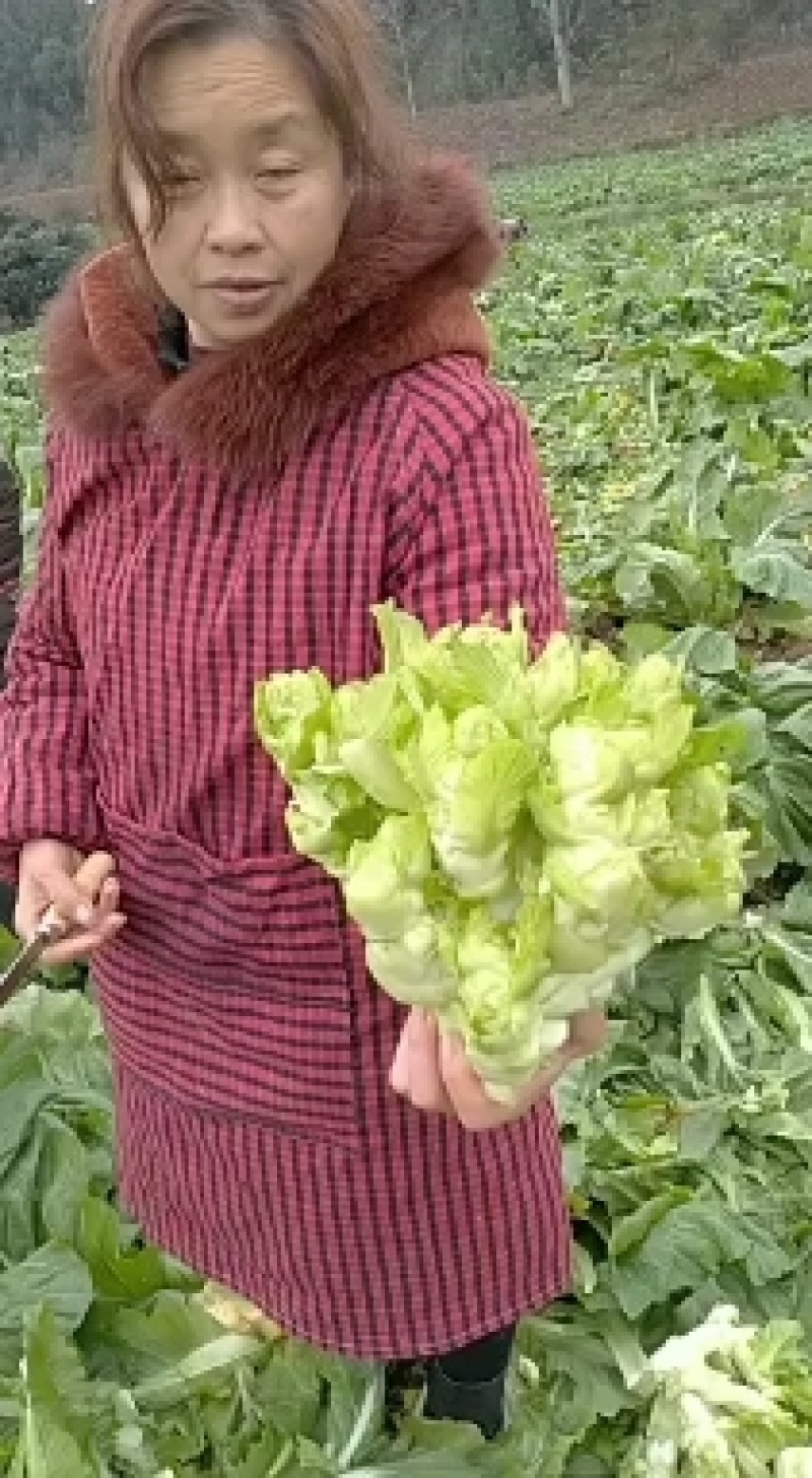 四川省仁寿县优质儿菜基地，保质保量，包客商满意，请打电话